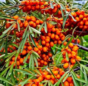 Sea Buckthorn berries